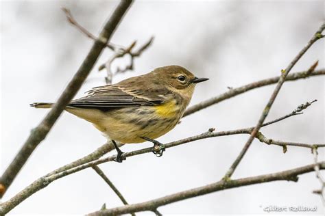 Paruline Croupion Jaune Yellow Rumped Warbler Flickr