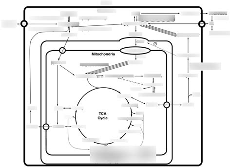 Metabolism Diagram Diagram | Quizlet