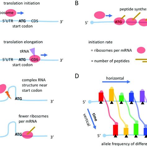 Introduction of mRNA translation. (a) The process of translation ...