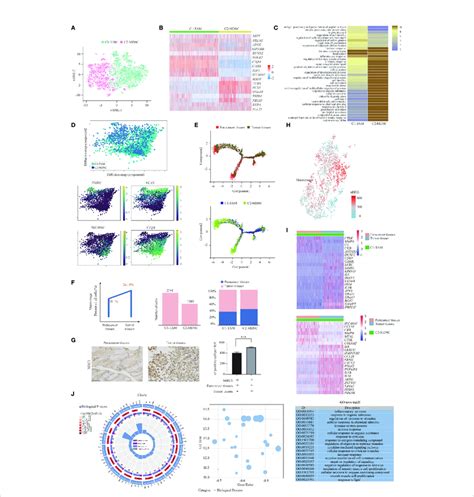 Two Distinct States Of Tumor Enriched Macrophages A T Sne Plot