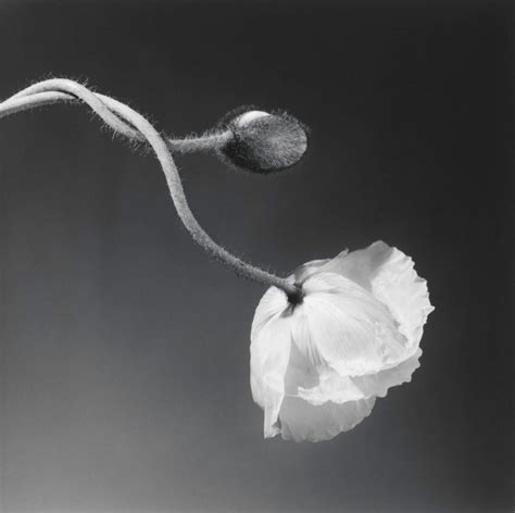 Robert Mapplethorpe Was One Of The Most Controversial Artists Of The ’80s Morán Morán