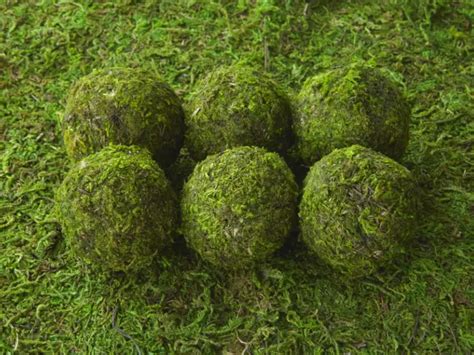 Moss Balls For Aquarium Benefits Care Tips And Faqs Aquariumpub