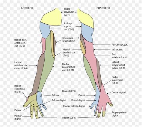 posterior cutaneous nerve  arm xhvqob