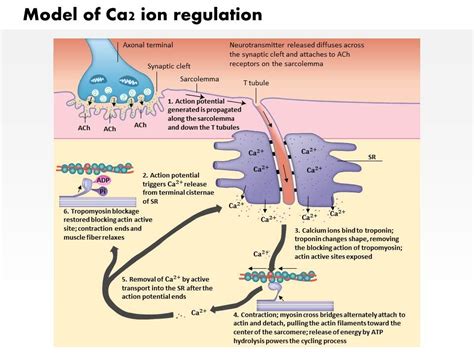 0914 Model Of Ca2 Ion Regulation By The Sarcoplasmic Reticulum In