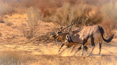 Kgalagadi Transfrontier Park Accommodation Availability