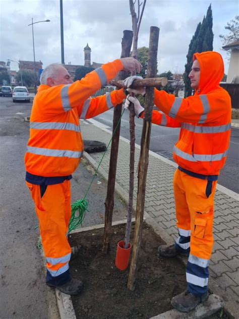 Nuove Alberature In Via Settevene Palo A Cerveteri Associazione L