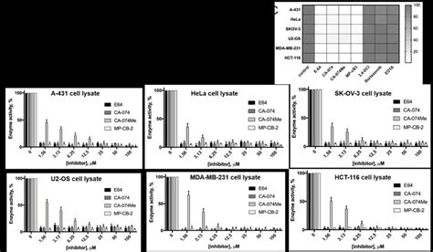 Detection Of Cathepsin B Activity Is Cell Lysates Using Fluorescent