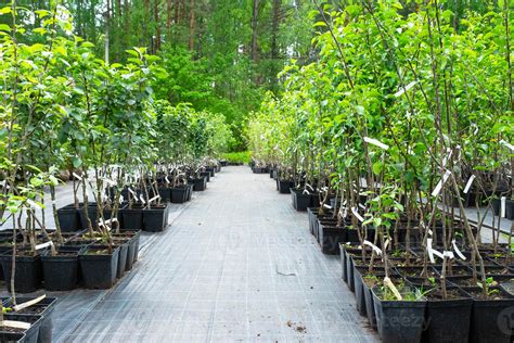 Nursery of fruit and berry trees and bushes for planting on a garden ...