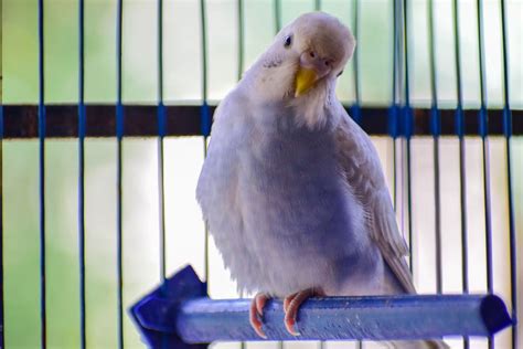 How To Care For A Pet Bird - Cockatiels As Pets