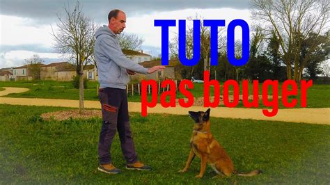 Apprendre Le Pas Bouger A Son Chien Chiot YouTube