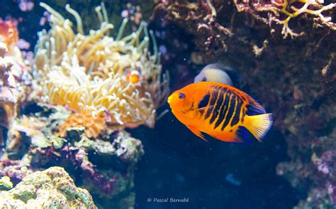 Poisson Ange Flamboyant Ou Poisson Ange Nain Flamme C Flickr