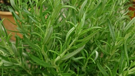 Rosmarinus officinalisROSEMARY – Ferri Seeds