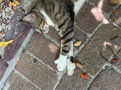 This 6 Toed Cat At The Hemingway House In Key West FL Cats Key West