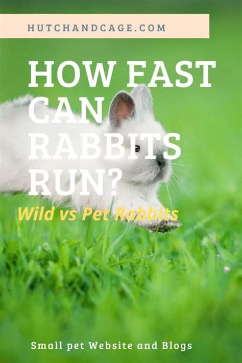 How Fast Can Rabbits Run Wild And Pet Rabbits Speeds