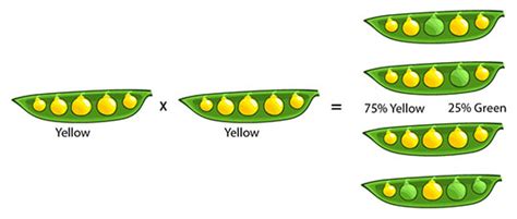 Mendel's Plants | Ask A Biologist