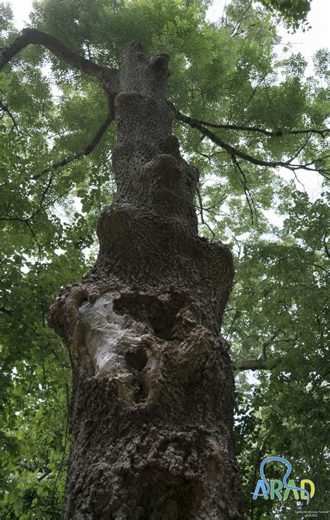 Parcul Dendrologic Din Ineu Cnipt Arad