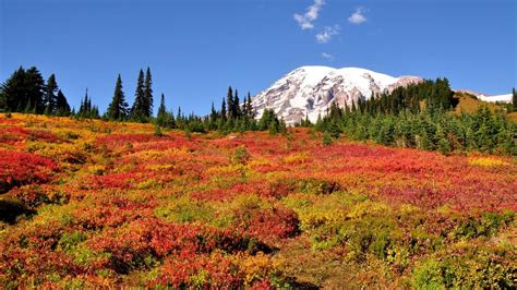 These Are Our Favorite Spots For Fall Foliage Seattle Refined