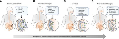 Frontiers The Implication Of Gut Microbiota In Recovery From