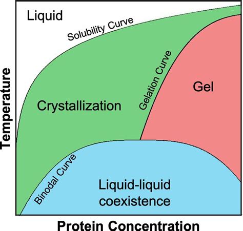 Generic Phase Diagram For Globular Proteins Adapted From Muschol And