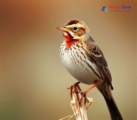 Red Throated Pipit A Delicate Serenade On The Grasslands Nepal Desk