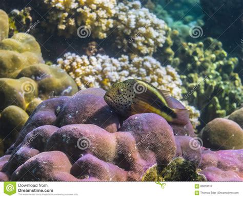 Coral Hawkfish on Pink Coral Stock Image - Image of coral, snorkelling: 89003017