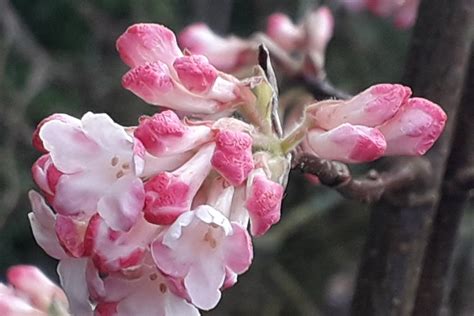 Winterschneeball Bodnant Schneeball Viburnum X Bodnantens Flickr