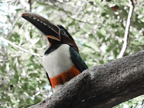 Toucan Bird · Free Stock Photo