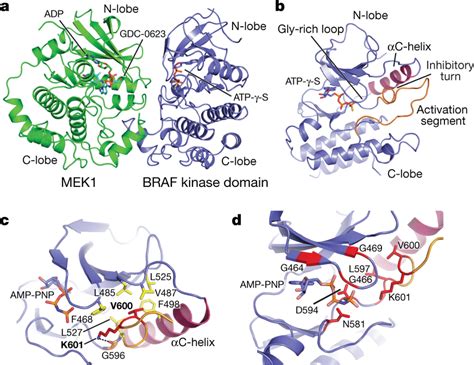 Conformation Of The Autoinhibited Braf Kinase Domain And Location Of Download Scientific