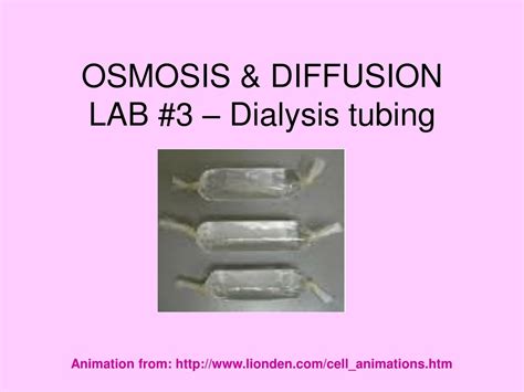 Ppt Osmosis And Diffusion Lab 1 Starch Iodine Glucose Powerpoint