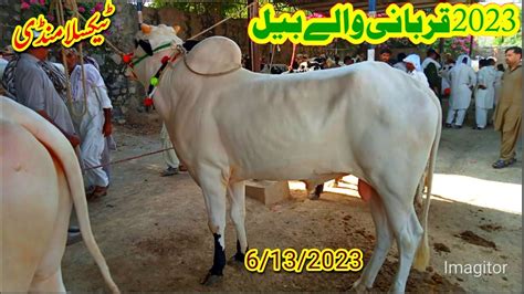 Bull Mandi In Taxila Latest Update 13 June 2023 Mama Naaz Bull YouTube