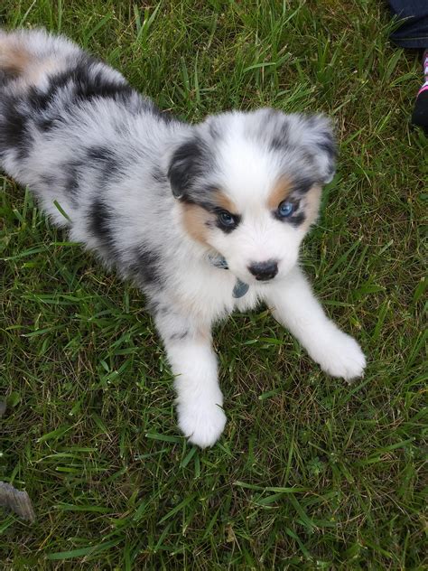 White Australian Shepherd Blue Eyes