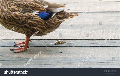 Duck poop Stock Photos, Images & Photography | Shutterstock