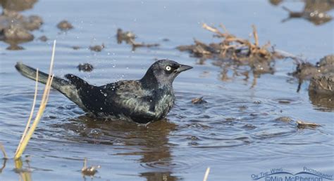 Male Brewer S Blackbird Bathing And Splashing Water On The Wing