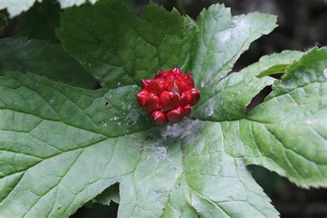 Hydrastis Canadensis Goldenseal Canadensis Goldenseal Seeds