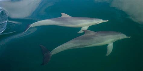 Call Me By Your Name: Male Dolphins Use Individual Signature Whistles | Inverse