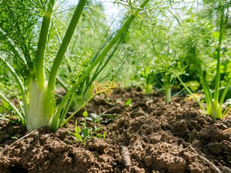 Growing Fennel Herb: Fennel Plants In The Garden | Gardening Know How