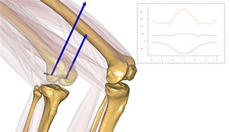 Knee Biomechanics Joint Software Simulation