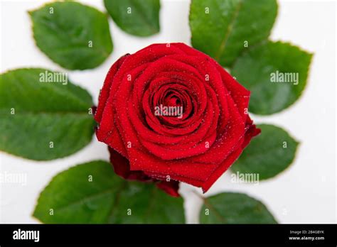 A Close Up Of A Red Rose Lying On A White Background And Surrounded By