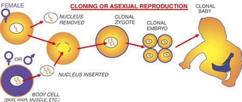 What Is Human Cloning Human Cloning