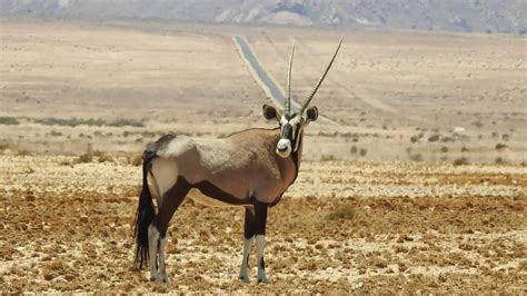 Interesting Facts About Oryx: The Antelope Look Alike – The Safari World