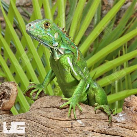 Baby Green Iguanas For Sale - Underground Reptiles