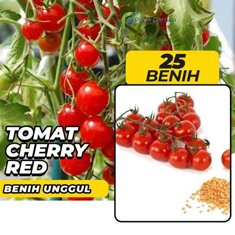 Jual Benih Bibit Tomat Cherry Red 25 Benih Pg Sby Shopee Indonesia