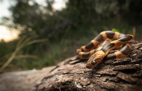 Northern Cat Eyed Snake Leptodeira Septentrionalis Flickr