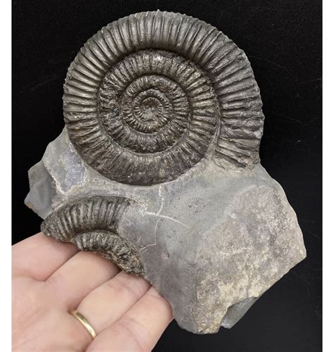 Fossils For Sale Fossils Uk British Lower Jurassic Upper Lias