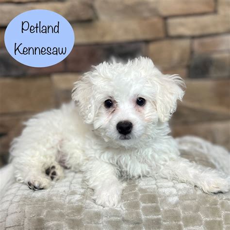 Dogs & Puppies for Sale Near Atlanta - Petland Kennesaw, Georgia