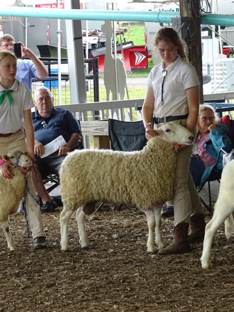 Border Leicester | Maryland Sheep and Wool Festival