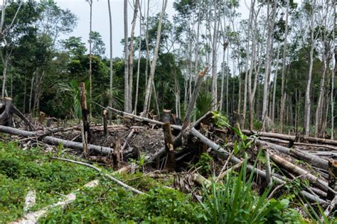 Perú ha perdido más de 3 millones de hectáreas de bosques y la mitad de