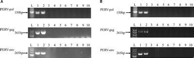 Frontiers Screening And Identification Of The First Non Crispr Cas