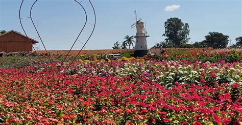 S O Paulo Passeio De Um Dia Guia Para A Fazenda De Flores