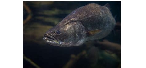 National Aquarium: Barramundi (Lates calcarifer) | SciTech Institute